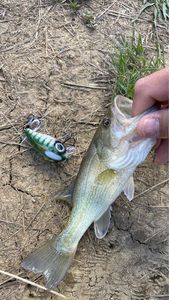 Largemouth Bass