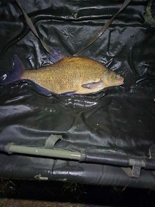 Common Bream