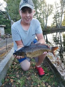 Common Carp