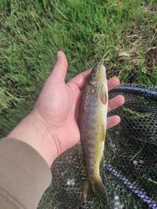 Brown Trout