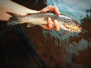 Brown Trout