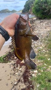 Brownspotted Grouper