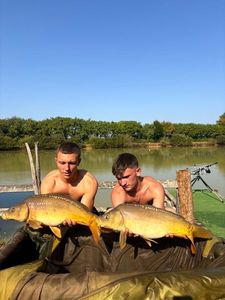 Common Carp