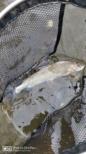 Grayling