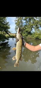 Northern Pike