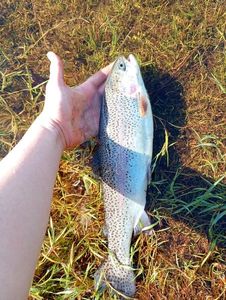Rainbow Trout