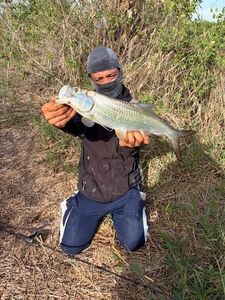 Tarpon