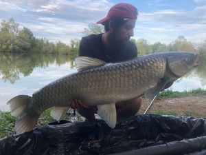 Grass Carp