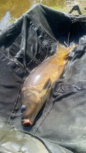 Mirror Carp