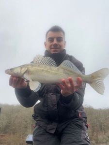 Zander