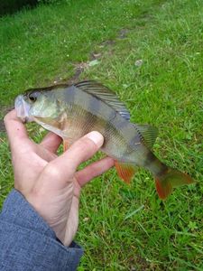 European Perch