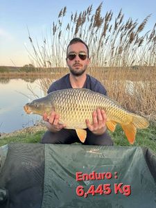 Common Carp