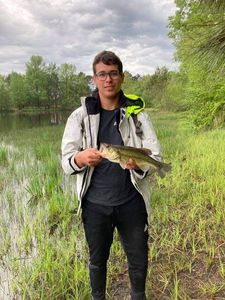 Largemouth Bass