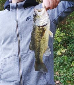 Largemouth Bass