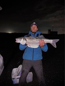 European Bass (Seabass)