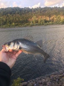 European Bass (Seabass)