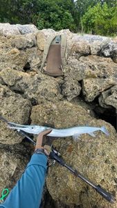 Garfish