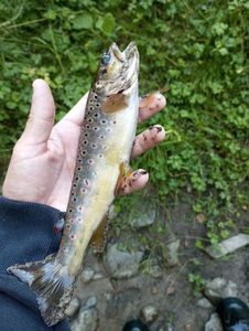 Brown Trout