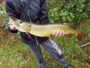 Northern Pike