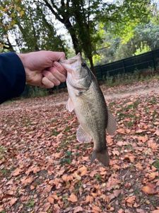 Largemouth Bass