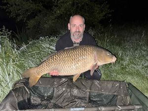 Common Carp