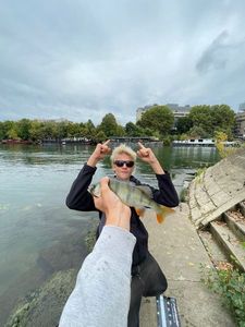European Perch