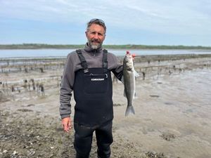 European Bass (Seabass)