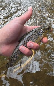 Brown Trout