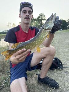Chain Pickerel