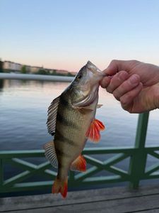 European Perch