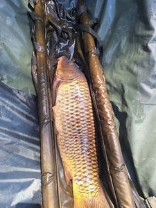 Common Carp
