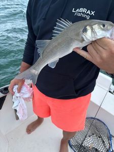 European Bass (Seabass)