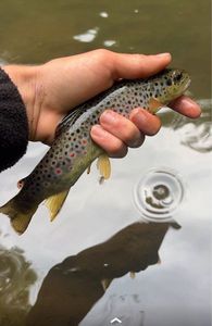 Brown Trout