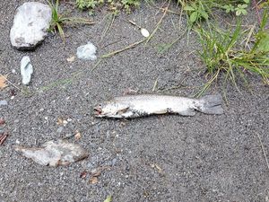 Brown Trout