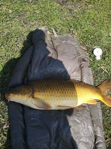 Common Carp