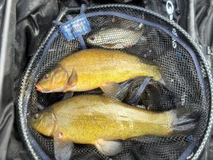 Tench