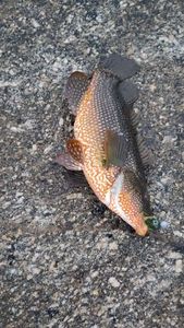 Ballan Wrasse