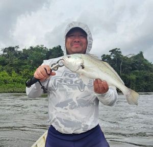 South American Silver Croaker