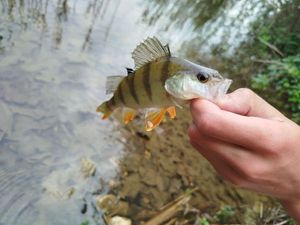 European Perch