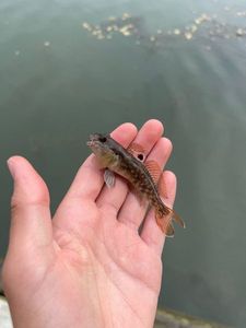 Giant Goby