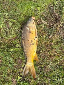 Mirror Carp