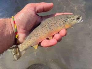 Brown Trout