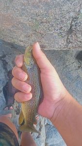 Brown Trout