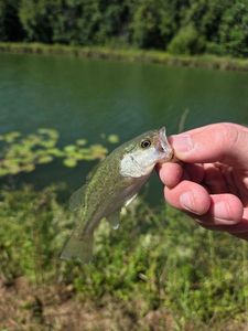 Largemouth Bass