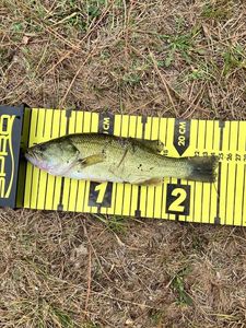 Largemouth Bass