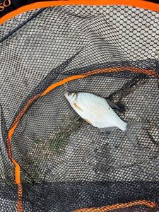 Common Bream