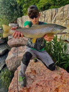 Brown Trout