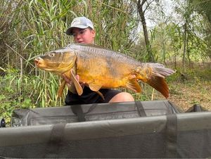 Mirror Carp