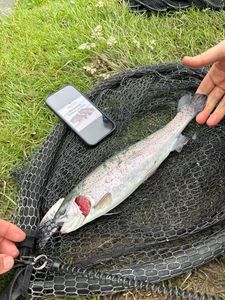 Rainbow Trout