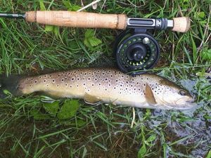 Brown Trout